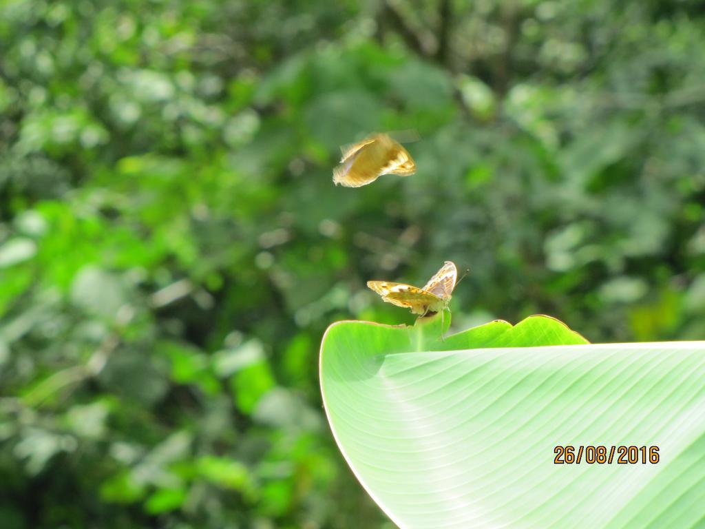 Batu Kapal Guest House & Jungle Trekking Bukit Lawang Exterior foto